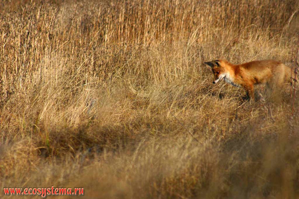 Mouse-catching Fox (Vulpes vulpes)