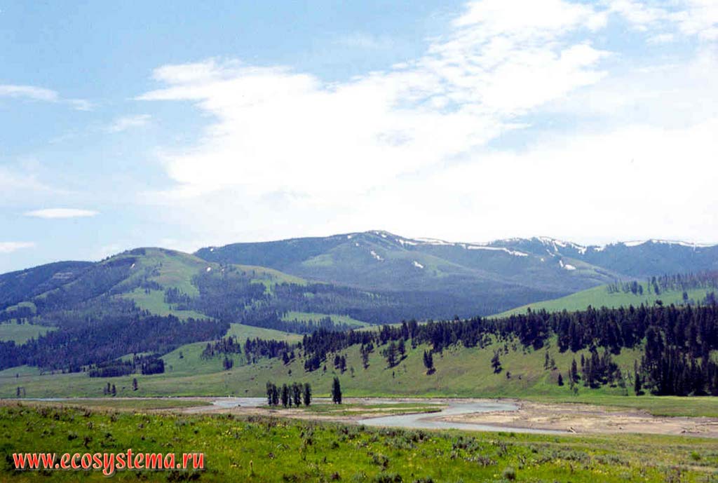 Высотная поясность в предгорьях Скалистых гор (Rocky Mountains): темнохвойные леса и субальпийские луга в долине реки Мэдисон.
Горный Запад Северной Америки, Кордильеры северо-запада США, штат Монтана