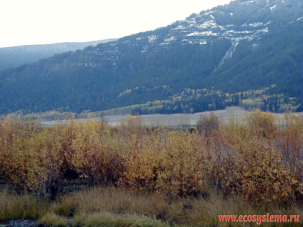 Пойменный ивняк на берегу реки Йеллоустон в среднем течении.
Горный Запад Северной Америки, Кордильеры северо-запада США, Скалистые горы, штат Монтана