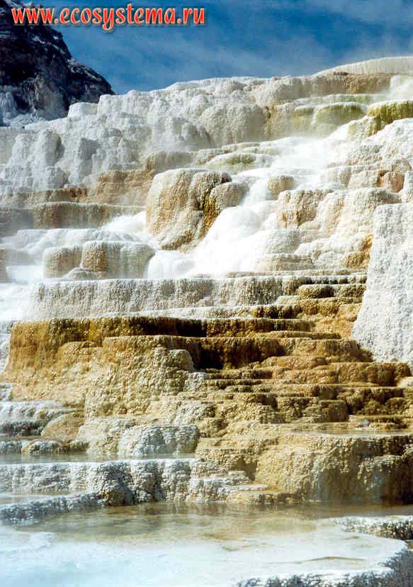Известковые отложения (отложения гейзерита и травертина) термальных вод гейзера.
Йеллоустонский национальный парк. Горный Запад Северной Америки, Кордильеры северо-запада США, Скалистые горы, штат Вайоминг