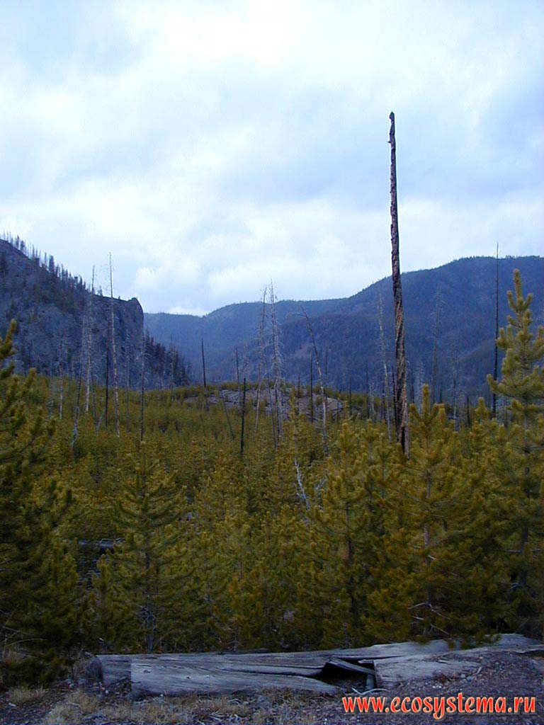 Молодой сосновый (светлохвойный) лес на месте пожара 1988 года.
Высота - около 2500 м над уровнем моря. Йеллоустоунский национальный парк.
Горный Запад Северной Америки, Кордильеры северо-запада США, Скалистые горы, штат Вайоминг