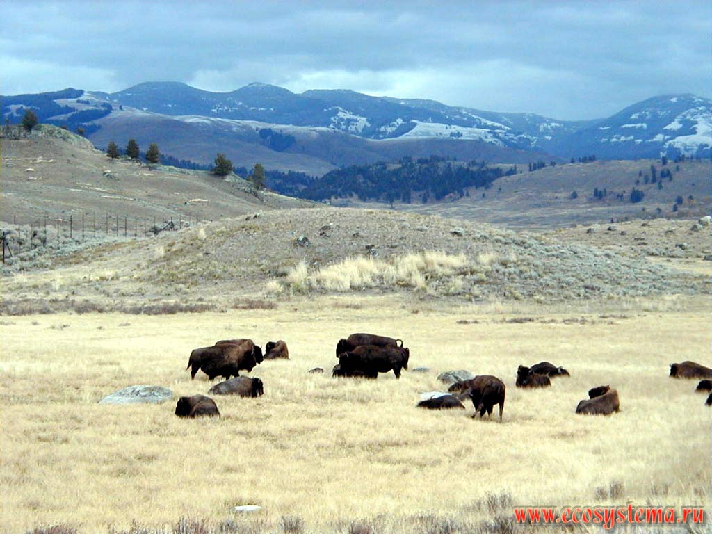 Bisons in the Yellowstone River valley