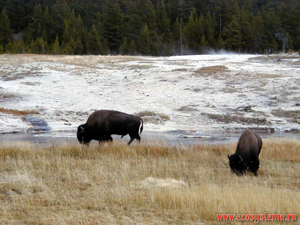 Бизоны (Bison americanus) на пойменных лугах в долине реки Йеллоустон.
Йеллоустоунский национальный парк. Горный Запад Северной Америки, Кордильеры северо-запада США, Скалистые горы, штат Вайоминг