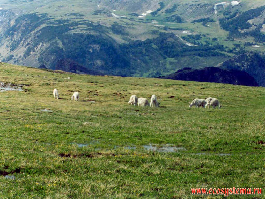 Snow (white) goats in the Alpine meadows