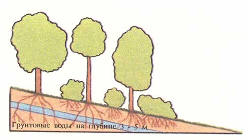Схема байрачного леса